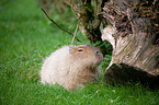capybara