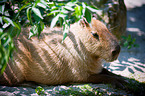 capybara