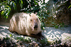 capybara