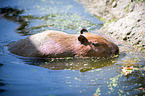 capybara