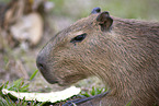Capybara