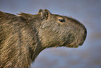 Capybara portrait