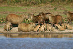 Capybaras