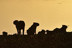 Capybaras