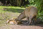Capybaras