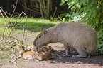 Capybaras