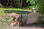 Capybaras