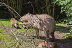 Capybaras