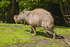 Capybaras