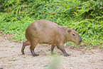Capybara