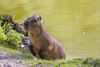 Capybara