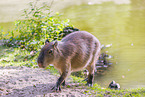 Capybara