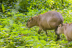 Capybaras