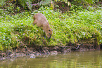 Capybara