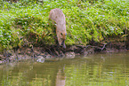 Capybara