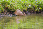 Capybara