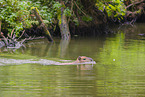 Capybara