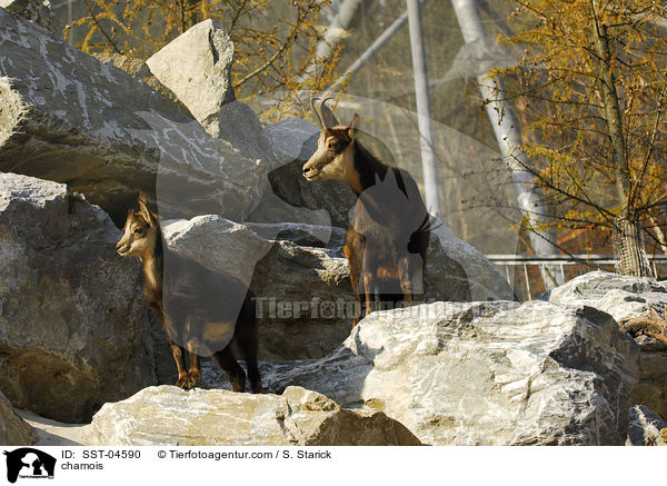 chamois / SST-04590