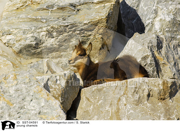 young chamois / SST-04591