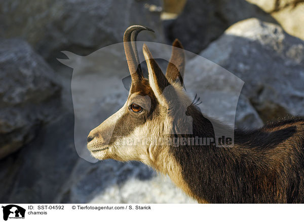 chamois / SST-04592