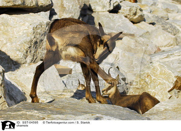 chamois / SST-04595