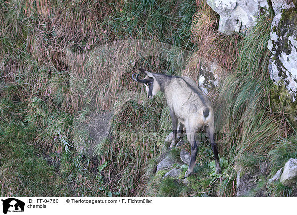 Gmse / chamois / FF-04760