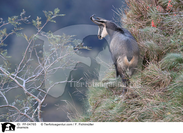 Gmse / chamois / FF-04765