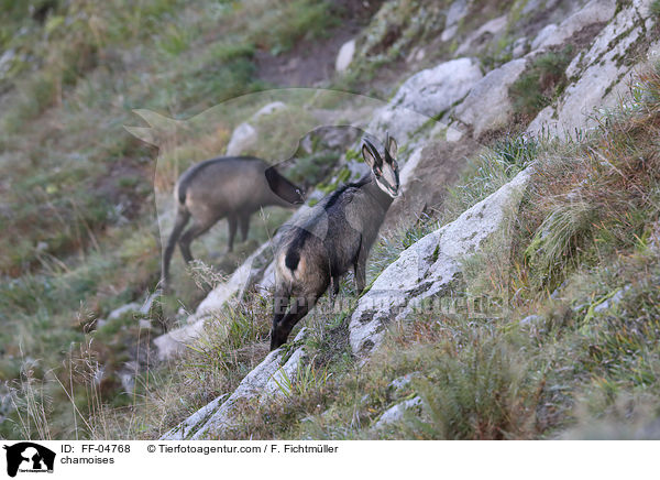 Gmsen / chamoises / FF-04768