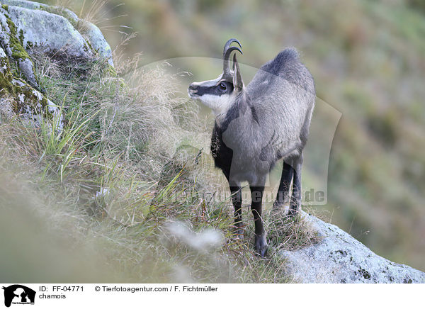 Gmse / chamois / FF-04771