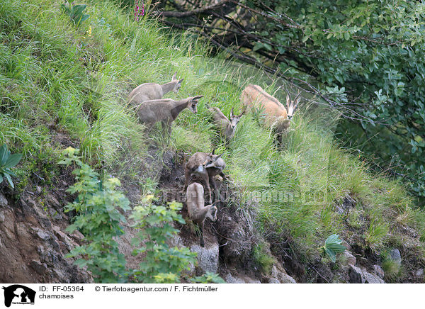 Gmsen / chamoises / FF-05364
