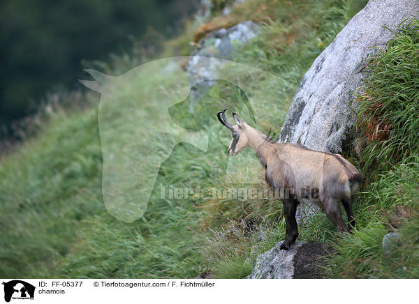 Gmse / chamois / FF-05377