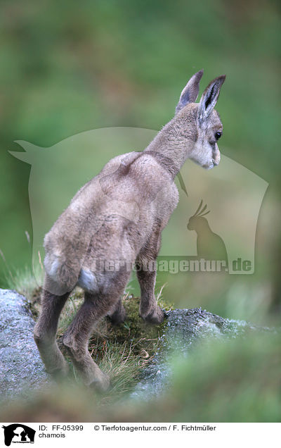 Gmse / chamois / FF-05399