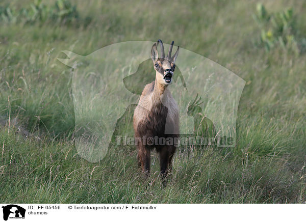 Gmse / chamois / FF-05456