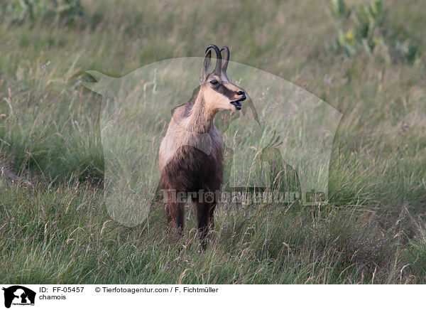 Gmse / chamois / FF-05457