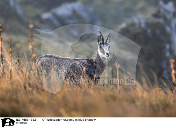 Gmse / chamois / MBS-15821