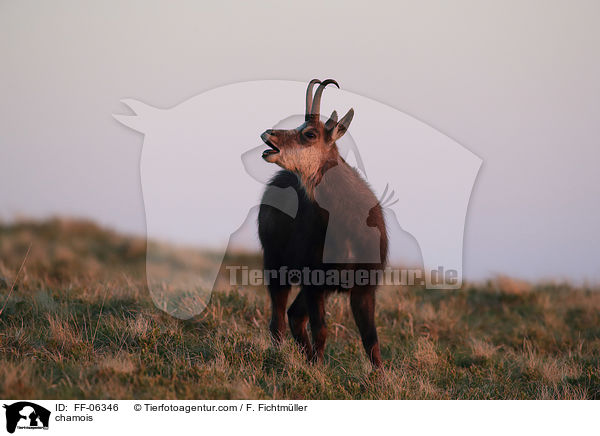 Gmse / chamois / FF-06346