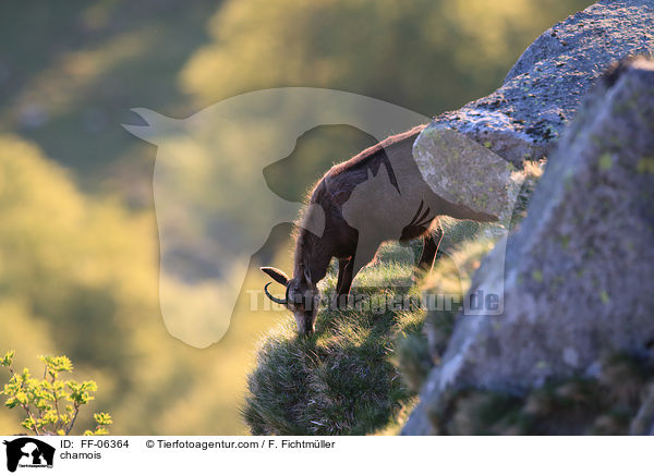 Gmse / chamois / FF-06364