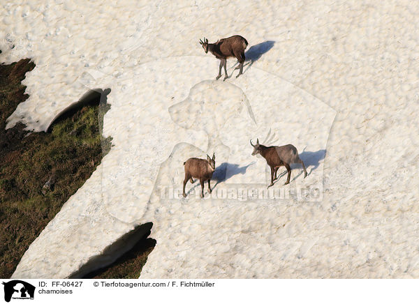 Gmsen / chamoises / FF-06427