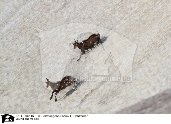 junge Gmsen / young chamoises / FF-06446