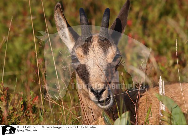 liegende Gmse / lying Chamois / FF-08625