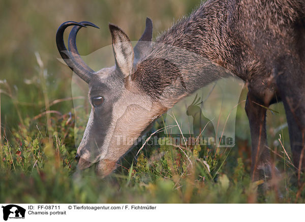 Gmse Portrait / Chamois portrait / FF-08711