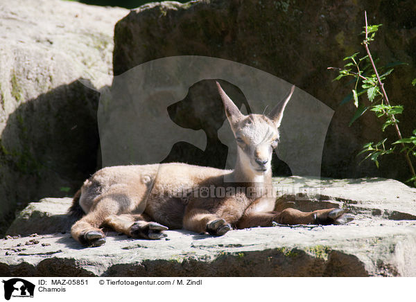 Gmse / Chamois / MAZ-05851