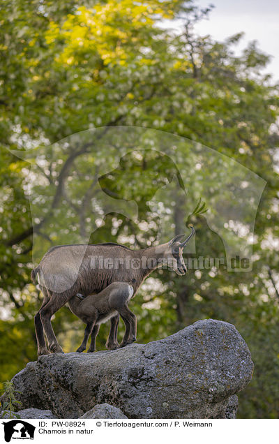 Gmse in der Natur / Chamois in natur / PW-08924