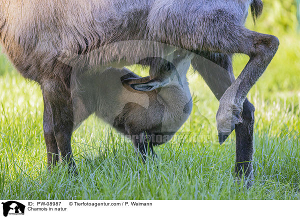 Gmse in der Natur / Chamois in natur / PW-08987