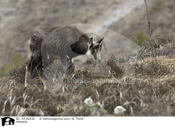 Gmse / chamois / AT-02435