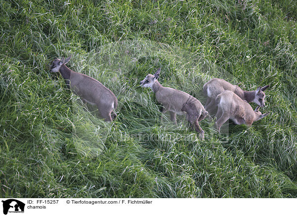 chamois / FF-15257