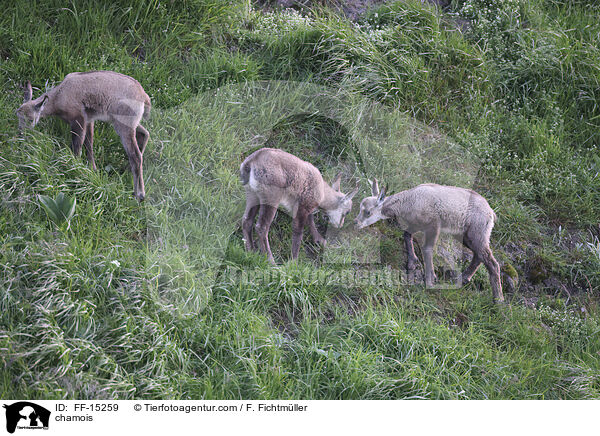 chamois / FF-15259