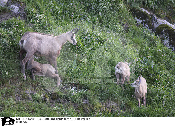 chamois / FF-15260