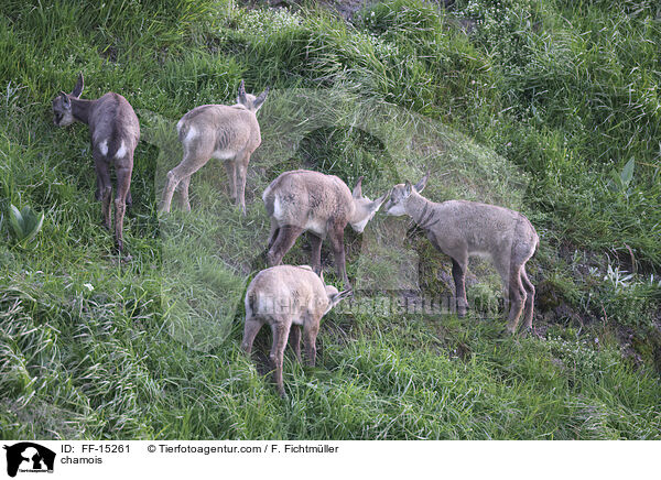 chamois / FF-15261