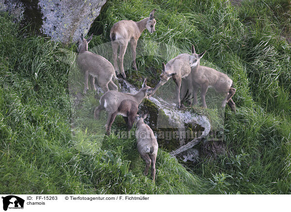 chamois / FF-15263
